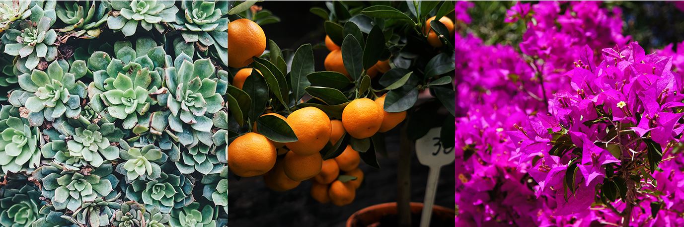 The best plants for your conservatory